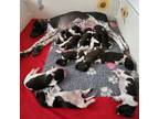German Shorthaired Pointer Puppy for sale in Unknown, , USA