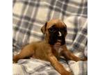 Boxer Puppy for sale in Colorado Springs, CO, USA