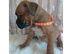 Boxer Puppy for sale in Willow Springs, MO, USA