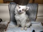 Siberian Husky Puppy for sale in Scottsdale, AZ, USA
