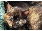 Aapta (opt-uh) Domestic Shorthair Kitten Female