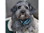 Adopt THISTLE NOW LADY a Poodle, Schnauzer