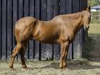 Adopt Major Attraction a Chestnut/Sorrel Quarterhorse horse in Nicholasville