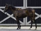 Adopt Atom Cruiser a Bay Thoroughbred horse in Nicholasville, KY (36572650)