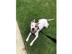Adopt Rascal a White - with Brown or Chocolate American Hairless Terrier /