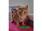 Adopt Squeaker a Domestic Shorthair / Mixed (short coat) cat in Port Clinton