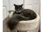 Adopt Warrick / Walli a Domestic Longhair / Mixed (long coat) cat in