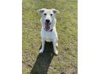 Adopt Harley a White Shepherd (Unknown Type) / Mixed dog in Everett