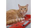 Adopt Kilauea a Orange or Red Domestic Shorthair / Mixed (short coat) cat in Bay