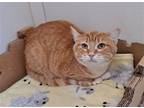 Adopt Etna a Orange or Red (Mostly) Domestic Shorthair / Mixed (short coat) cat