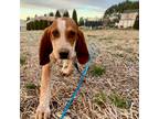 Adopt Oogie Boogie a Black Bluetick Coonhound / Mixed dog in Callao