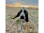 Adopt Mayor a Black Bluetick Coonhound / Mixed dog in Callao, VA (36567975)