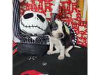 Adopt Shock a Black Bluetick Coonhound / Mixed dog in Callao, VA (36567971)