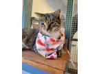 Adopt Celia a Gray or Blue Domestic Shorthair / Domestic Shorthair / Mixed cat