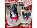 Adopt Lucy a Husky