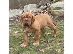 American Bull Dogue De Bordeaux Puppy for sale in Marshall, MI, USA