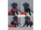 Great Dane Puppy for sale in Conroe, TX, USA