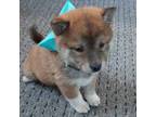 Shiba Inu Puppy for sale in Charlotte, NC, USA