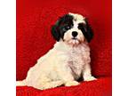 Lhasa Apso Puppy for sale in Bellevue, WA, USA