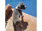 American Staffordshire Terrier Puppy for sale in Henderson, NV, USA