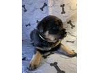 Rottweiler Puppy for sale in Dinuba, CA, USA