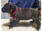 Cane Corso Puppy for sale in Desoto, TX, USA