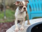 Boston Terrier Puppy for sale in Sumterville, FL, USA