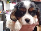 Cavalier King Charles Spaniel Puppy for sale in Cottonwood, CA, USA