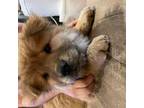 Chow Chow Puppy for sale in San Marcos, CA, USA