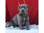 Great Dane Puppy for sale in La Crosse, WI, USA