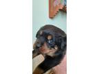 Rottweiler Puppy for sale in Mesita, CO, USA