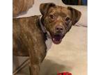 Adopt Electra a American Staffordshire Terrier