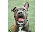 Adopt Zeus a American Staffordshire Terrier, Boxer