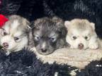 Siberian Husky Puppy for sale in Perkins, OK, USA