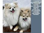 Pomeranian puppies Due Jan