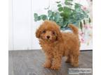Cavapoo And Maltipoo Puppies for sale