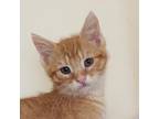 Dorito Domestic Shorthair Kitten Female