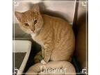 DREAMER - available 11/23 American Shorthair Young Male
