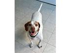NC/Odie Pointer Adult Male
