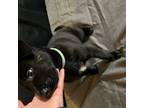 Dutch Shepherd Dog Puppy for sale in Atlanta, GA, USA