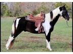 Available on [url removed] - Spotted saddle horse - Gaited, Show, Trail