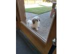 Adopt Brody a White - with Tan, Yellow or Fawn Shih Tzu / Mixed dog in