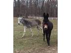 Adopt Jackson & Lily a Black Donkey/Mule/Burro/Hinny horse in Sharon Center