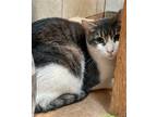 Adopt Boo (22-402) a Gray or Blue (Mostly) American Shorthair / Mixed cat in