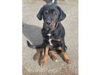 Adopt AC - Dolan a Black Rottweiler dog in Brewster, NY (36578460)