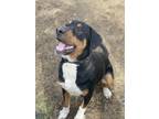 Adopt AC - Rory a Black Rottweiler dog in Brewster, NY (36578458)