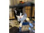 Adopt Miny a Domestic Shorthair / Mixed (short coat) cat in Coshocton