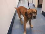 Adopt JOHNNY a Brown/Chocolate - with Black Beagle / Mixed dog in Doral
