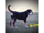 Greater Swiss Mountain Dog Puppy for sale in Manheim, PA, USA