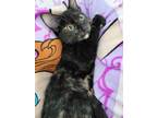 Adopt Mia Mia a All Black Domestic Shorthair / Domestic Shorthair / Mixed cat in